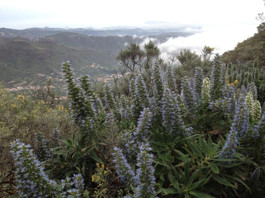 Vakantiehuis Tenteniguada Enjoy Nature